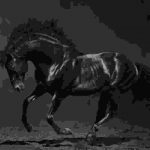 Quisque egestas rhoncus mauris